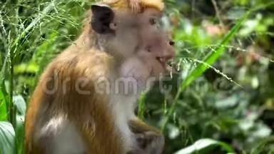 <strong>野生</strong>猴子在热带森林公园吃水果。 特写镜头。